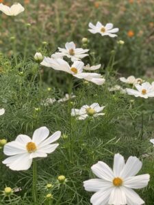 White flowers blooming in a garden bed.