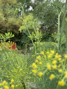 Yellow blossoms and green plants and a caterpillar climbing a plant stem.