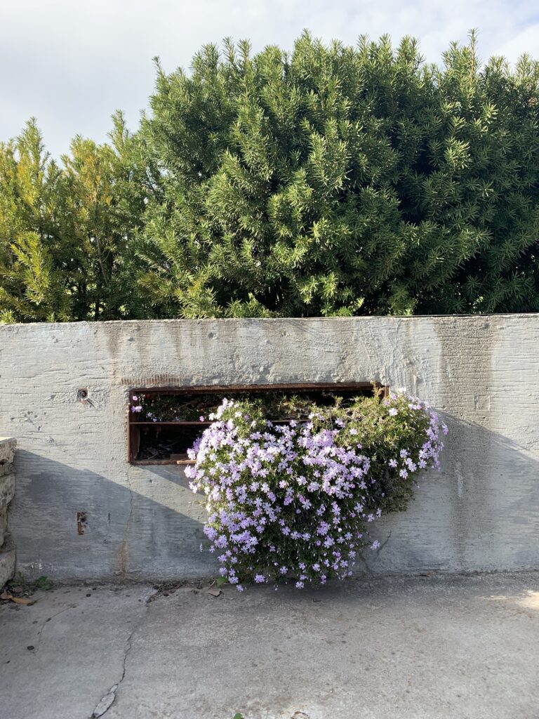 Flowers growing out of a gap in a concrete wall