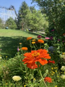 Red and pink flowers blooming with green grass and trees behind them.