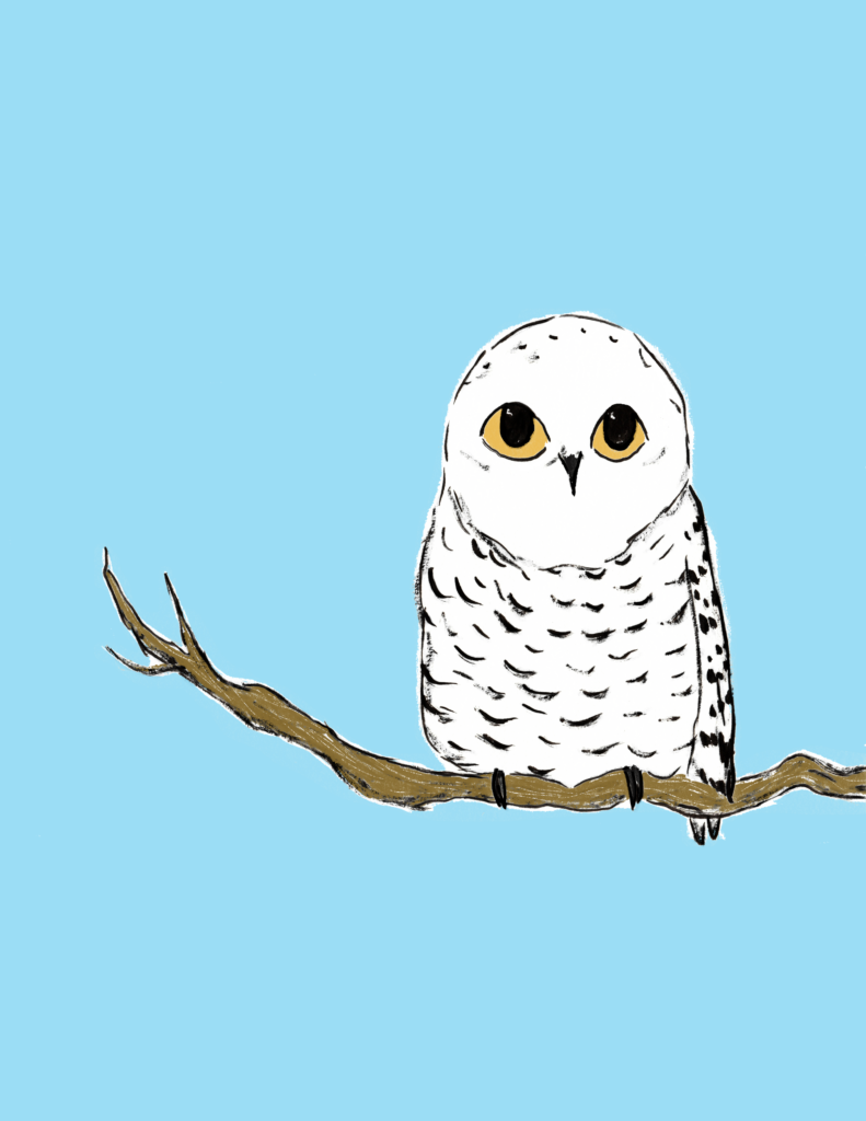 An illustration of a snowy owl perched on a branch
